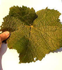 澳洲葡萄品种-Pinot Noir(黑皮诺) 澳洲葡萄品种-Pinot Noir(黑皮诺)