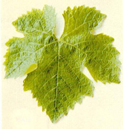 澳洲葡萄品种-西拉(Shiraz) 澳洲葡萄品种-西拉(Shiraz)